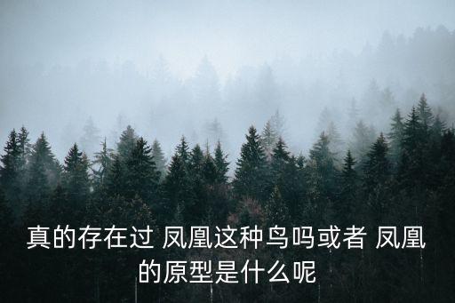 真的存在過 鳳凰這種鳥嗎或者 鳳凰的原型是什么呢