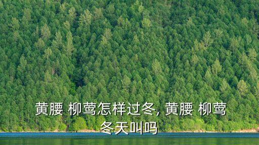  黃腰 柳鶯怎樣過冬, 黃腰 柳鶯冬天叫嗎