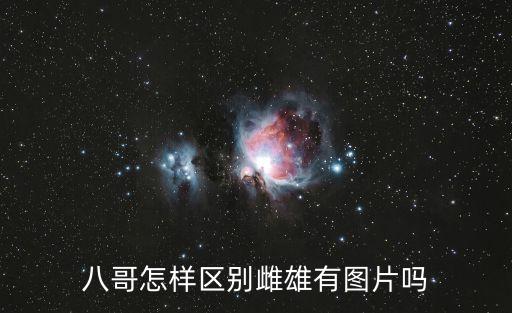 八哥鳥公母鑒別圖，如何分辨小八哥的公母 圖片