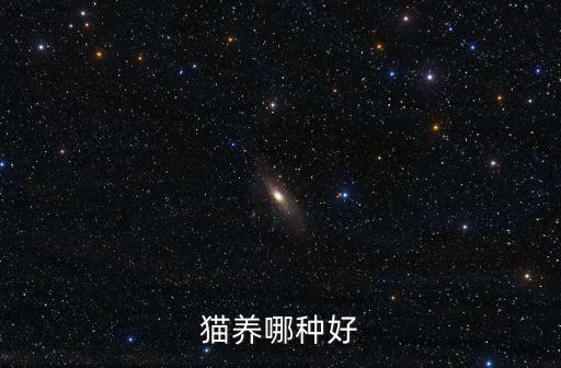 貓養(yǎng)哪種好