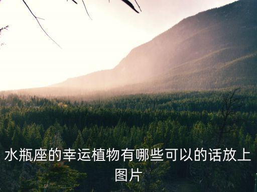 白掌圖片,寶瓶座出生花和幸運花(1）