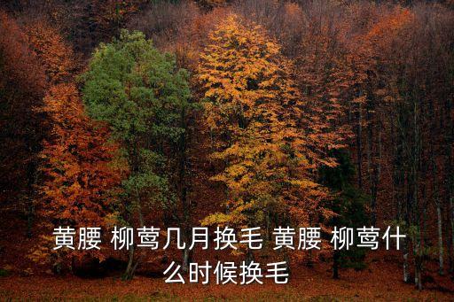  黃腰 柳鶯幾月?lián)Q毛 黃腰 柳鶯什么時候換毛