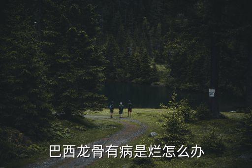 巴西龍骨，新房放巴西龍骨能起到什么作用