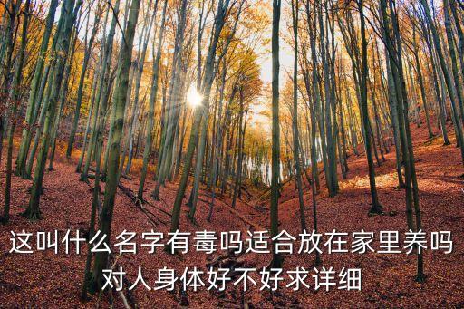 這叫什么名字有毒嗎適合放在家里養嗎對人身體好不好求詳細