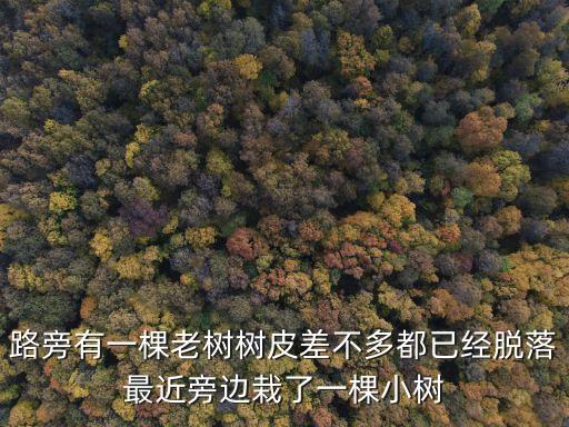 路旁有一棵老樹樹皮差不多都已經脫落最近旁邊栽了一棵小樹
