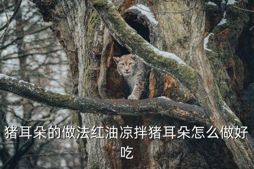 紅油豬耳，豬耳朵的做法紅油涼拌豬耳朵怎么做好吃