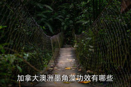 墨角藻，墨角藻是什么東西