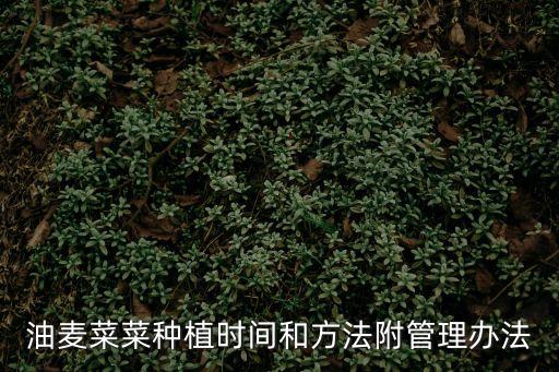 油麥菜菜種植時間和方法附管理辦法