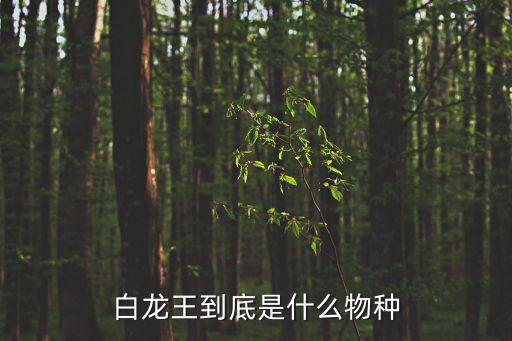龍宮使者，問道怎么去龍宮啊