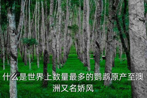 什么是世界上數量最多的鸚鵡原產至澳洲又名嬌風