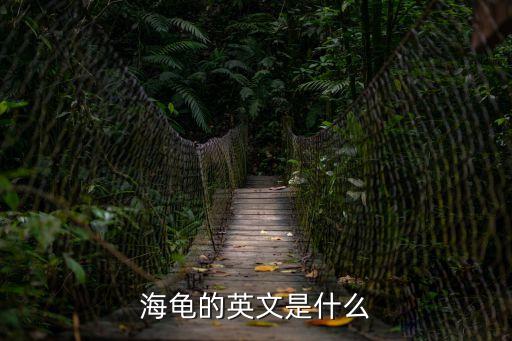 海龜的英文是什么
