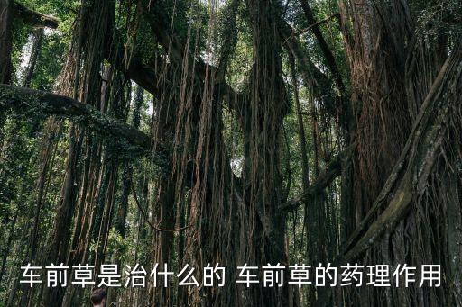 車前草是治什么的 車前草的藥理作用