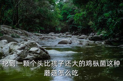 挖到一顆個(gè)頭比孩子還大的雞樅菌這種蘑菇怎么吃