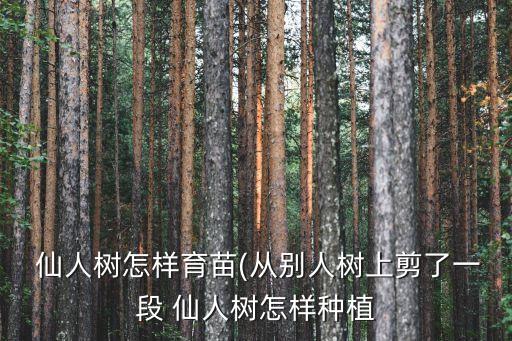  仙人樹怎樣育苗(從別人樹上剪了一段 仙人樹怎樣種植