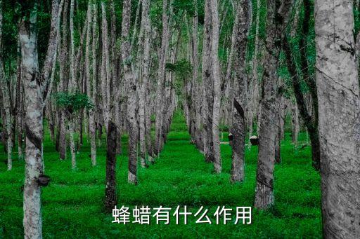 蜂蠟的作用,蜜蜂需要50個鱗鱗才能建造蜂巢