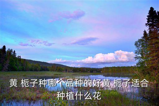 大葉梔子,大小葉梔子和梔子哪個好養呢?