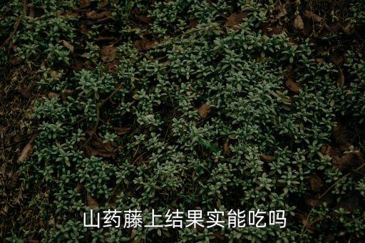 山藥藤,秋季山藥藤長(zhǎng)什么樣?