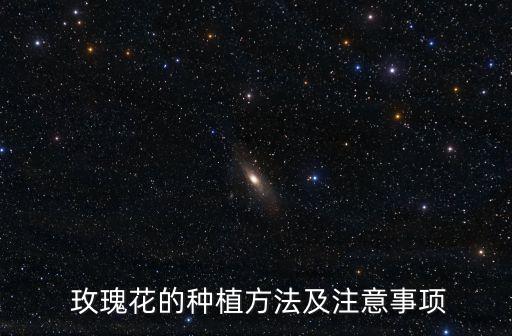 玫瑰苗,玫瑰用途廣泛價(jià)值1.52公斤當(dāng)金花