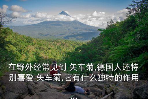 藍(lán)色矢車菊,你知道這些嗎?