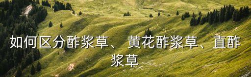 如何區(qū)分酢漿草、 黃花酢漿草、直酢漿草
