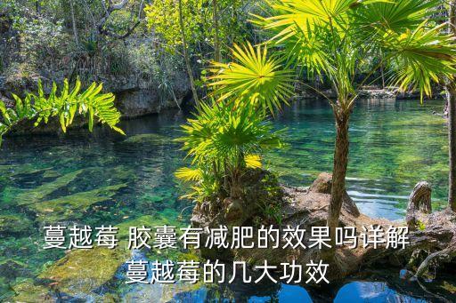  蔓越莓 膠囊有減肥的效果嗎詳解 蔓越莓的幾大功效