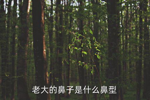 老大的鼻子是什么鼻型