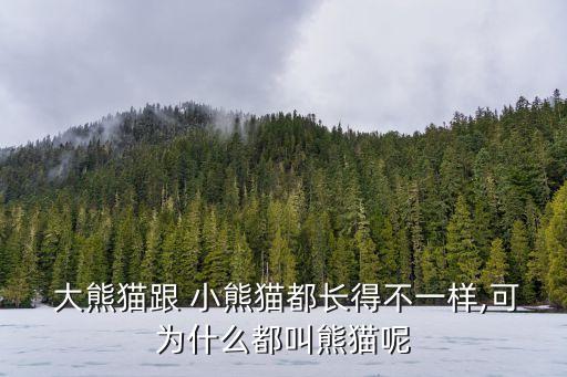 小熊貓和大熊貓的區(qū)別,大熊貓和小熊貓是兩種不同的動物