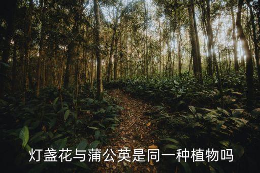 燈盞花與蒲公英是同一種植物嗎