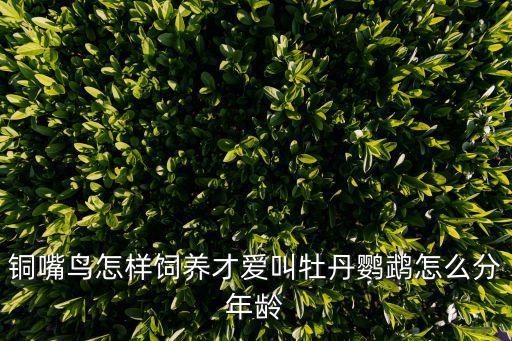 銅嘴鳥怎樣飼養才愛叫牡丹鸚鵡怎么分年齡
