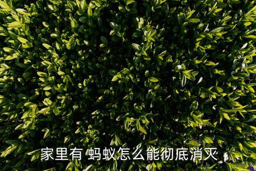 家里有螞蟻怎么辦,家里有螞蟻怎么辦能除根?一招解決問題