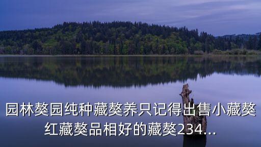 園林獒園純種藏獒養只記得出售小藏獒紅藏獒品相好的藏獒234...