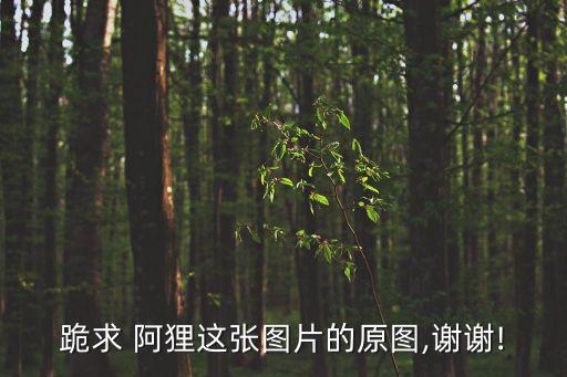 阿貍圖片,求阿貍圖片還有桃子存在嗎?