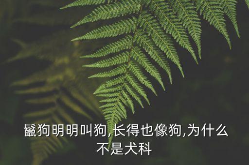 縞鬣狗,中國和北美灰狼對戰鬣狗險勝飛行物