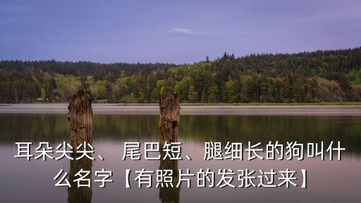 短尾巴狗品種圖片,沒有尾巴的狗有很多種?這只是混血狗