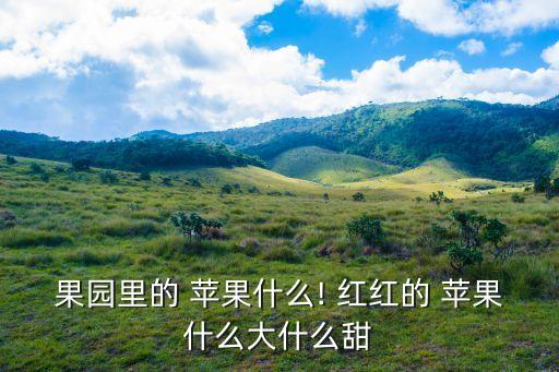 果園里的 蘋果什么! 紅紅的 蘋果什么大什么甜