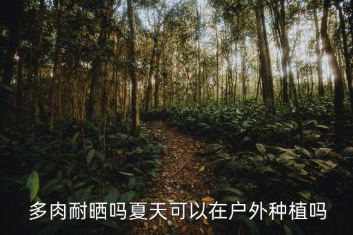  多肉耐曬嗎夏天可以在戶外種植嗎