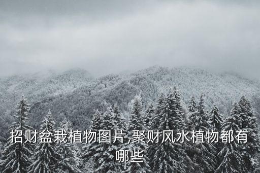 招財盆栽植物圖片,聚財風水植物都有哪些