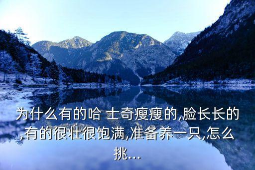 為什么有的哈 士奇瘦瘦的,臉長長的,有的很壯很飽滿,準備養一只,怎么挑...