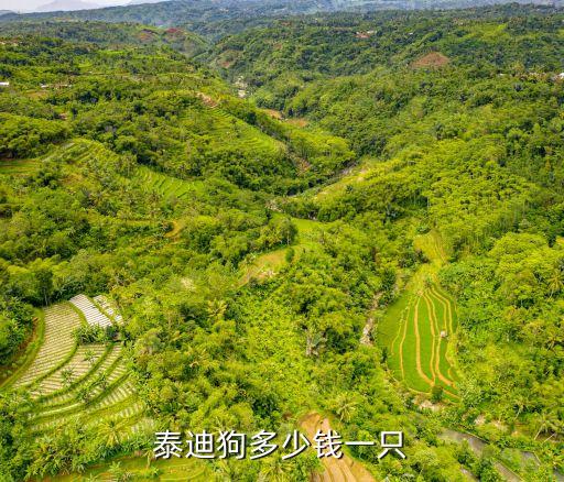 一只泰迪狗多少錢，泰迪犬多少錢1只