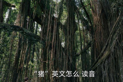 小豬英語怎么讀音,小豬豬勇闖黑暗城堡...
