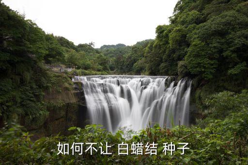如何不讓 白蠟結 種子