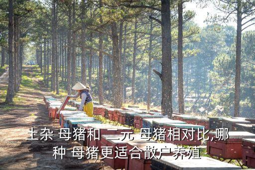 二元母豬,二元母豬優勢多抗疫能力強新生仔豬整齊度高