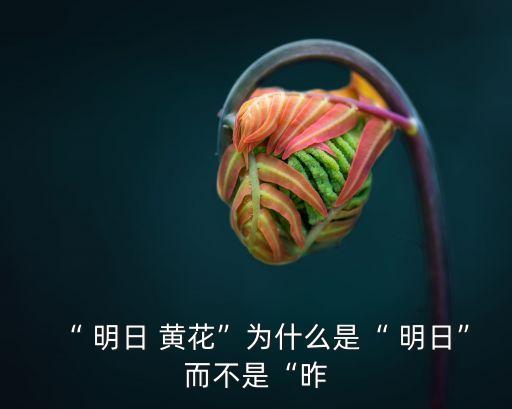 明日黃花和昨日黃花,明日黃花和昨日紅花有何不同?