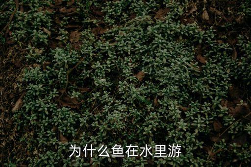 為什么魚在水里游