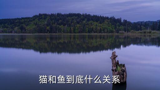 貓和魚(yú)到底什么關(guān)系