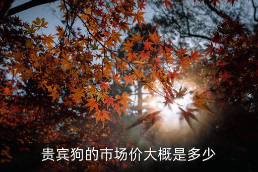 貴賓狗的市場價大概是多少