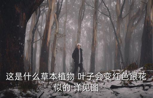 這是什么草本植物 葉子會變紅色跟花似的 詳見圖