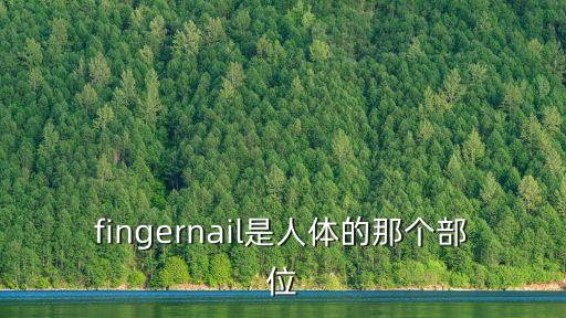 fingernail，fingernail是人體的那個部位
