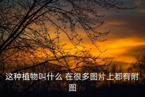 窮奇圖片，熊狗圖片