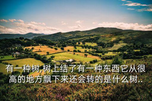 有一種樹,樹上結了有一種東西它從很高的地方飄下來還會轉的是什么樹...